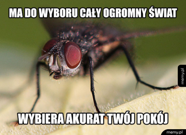 Dziękuję, panie mucho