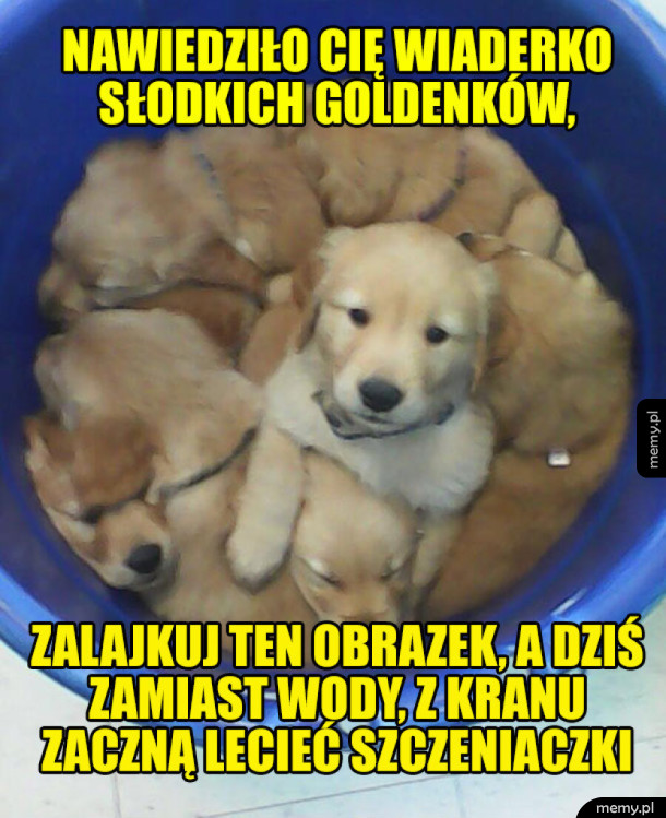 Szczeniaczki