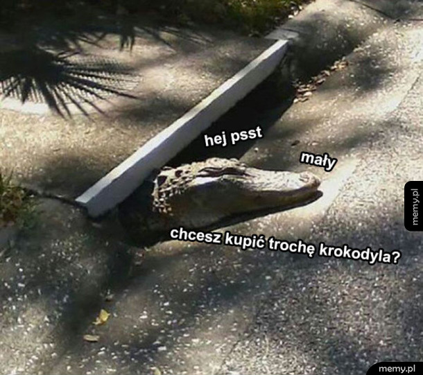 Krokodyl