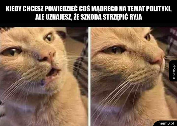 Szkoda strzępić ryja