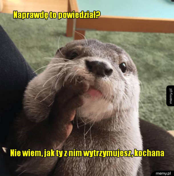 Koleżanka