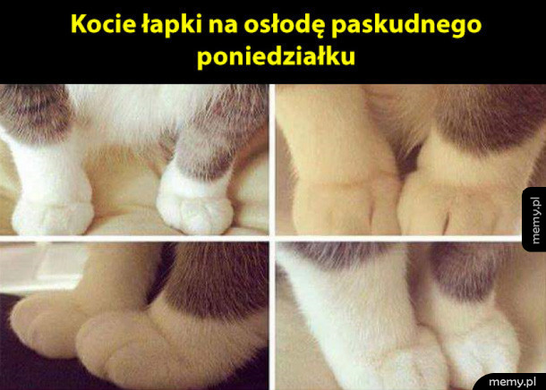 Kocie łapki