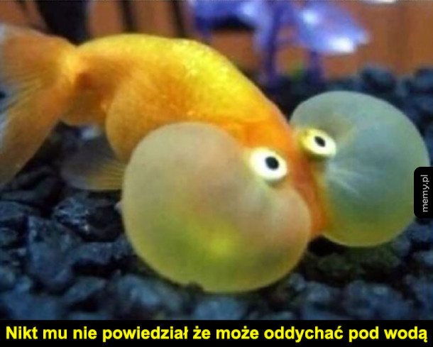 Wstrzymuje oddech