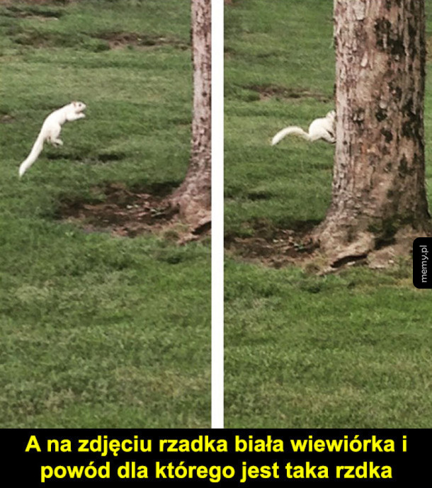 Wiewiórka