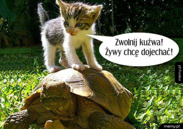 Prędkość zabija