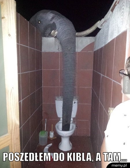                       Słoń