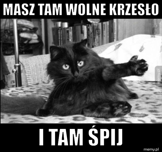 Koty takie są