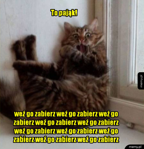 Pająk