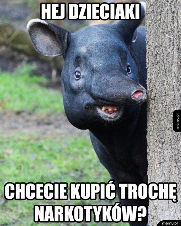 Witam