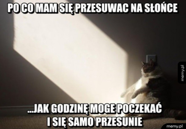 Lenistwo poziom kot