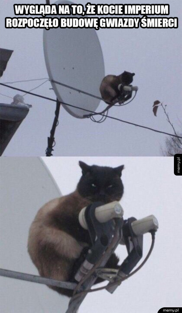 Kocia gwiazda śmierci