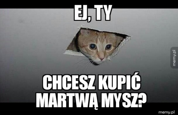 Koteł diler