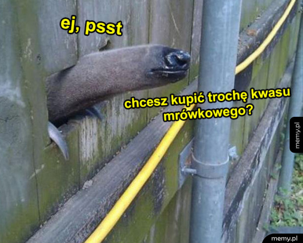 Kwas mrówkowy