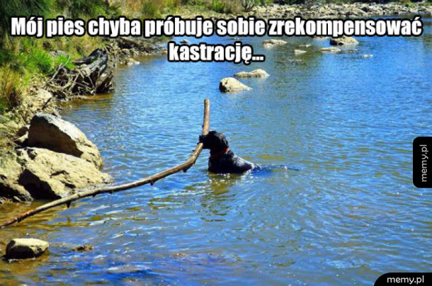 Duży kijek