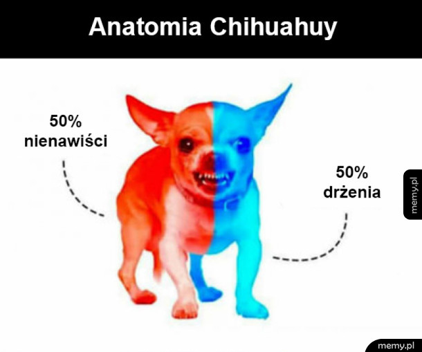 Chihuahua