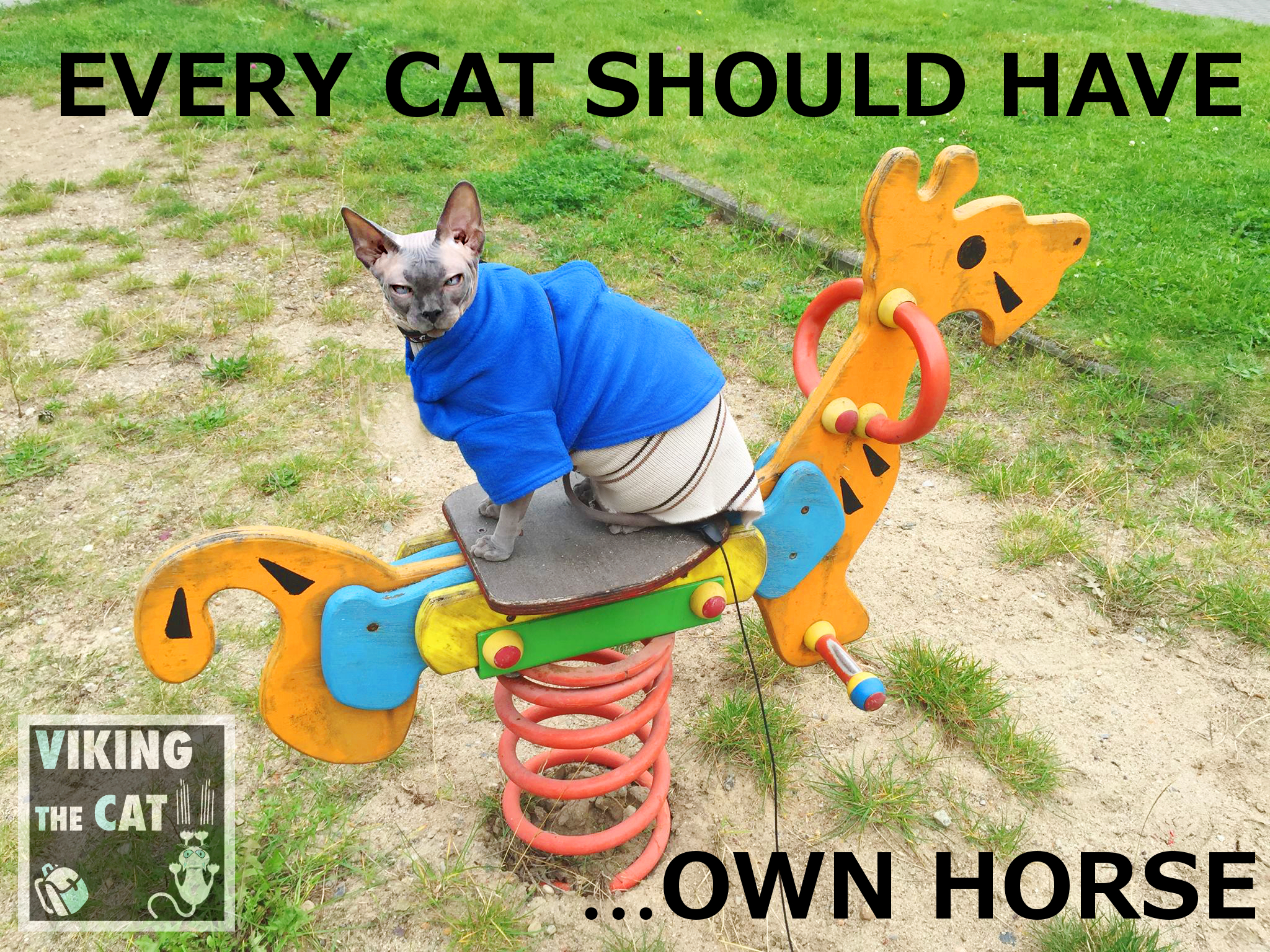 EVERY CAT SHOULD HAVE OWN HORSE.