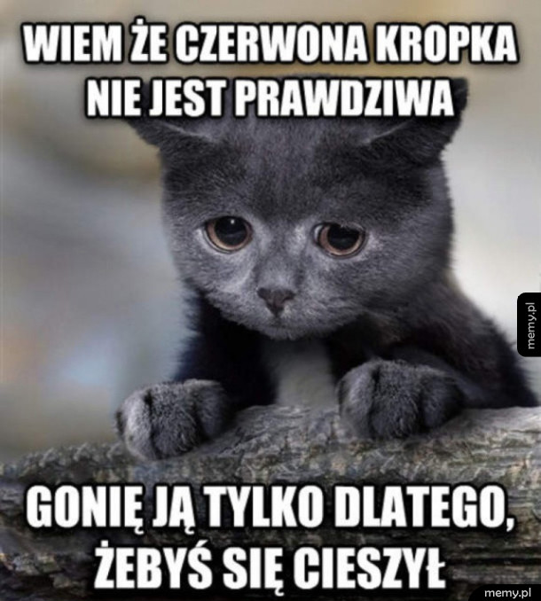 Wyznanie kota