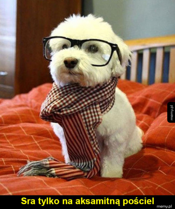 Kolejny hipster