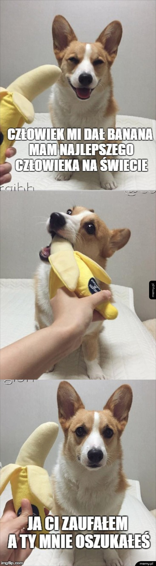 Corgi