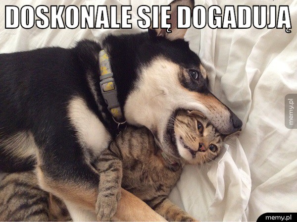 Przyjaciele