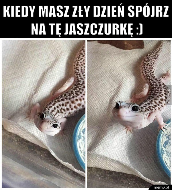      Witam