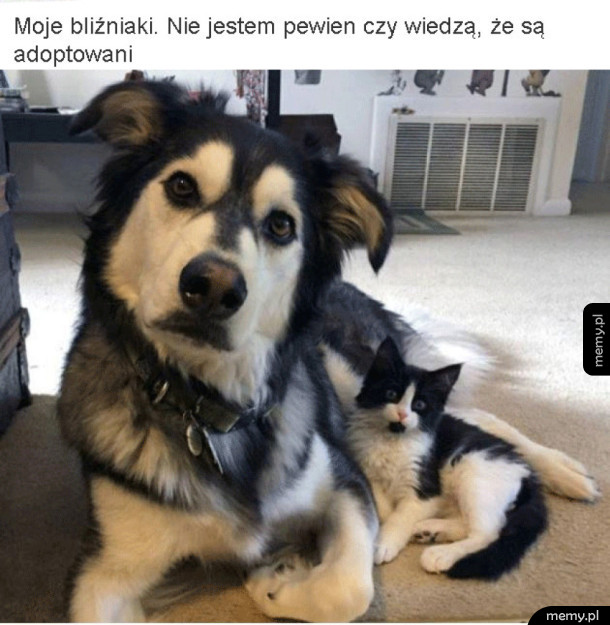 Bliźniace zwierzęta