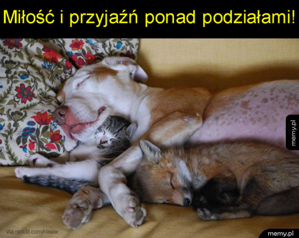 Nie karmmy nienawiści!