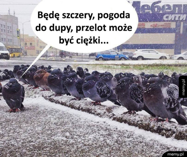 Armia gołębi