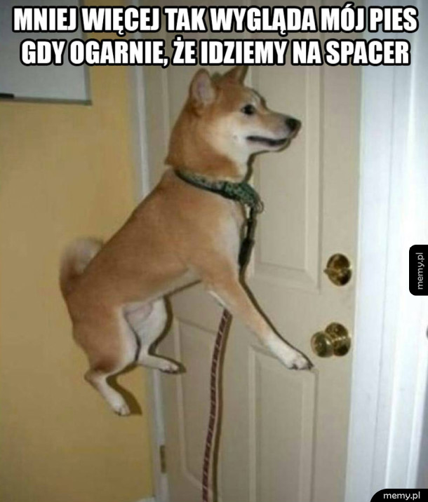 Wychodzę z psem na spacer