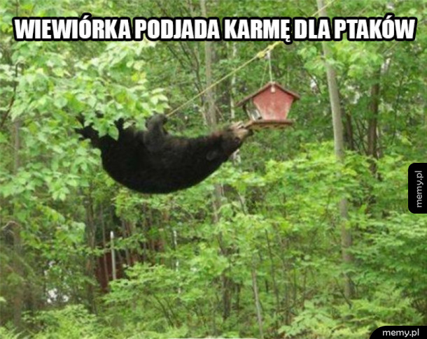 Wiewiórka podjada karmę